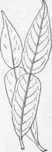 Citrus ichangensis (X 2/5)