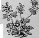 Cochlearia danica.