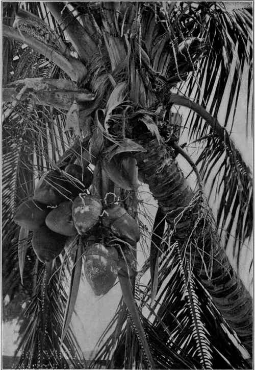 Coconut in flower and fruit. Southern Florida.