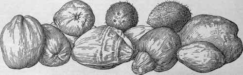 Coconuts. cocos