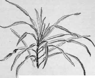 Codiaeum interruptum. (An example of form appendiculatum.)