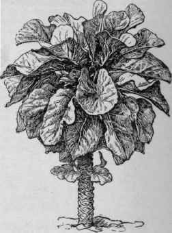 Collards.