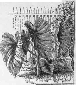 Colocasia antiquorum variety esculenta. (Caladium esculentum).