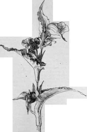 Commelina coelestis.