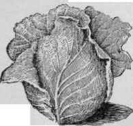 Conical form of cabbage Jersey Wakefield.