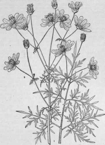 Cosmos sulphureus. ( X 1/3)