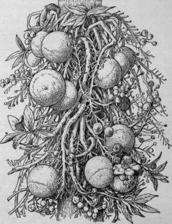 Couroupita guianensis, the cannon ball tree, showing the trunk and the hanging flowers and fruits.