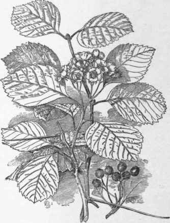 Crataegus macracantha (X 1/3). No. 35.