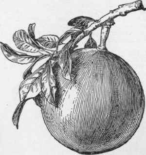 Crescentia Cujete.   The calabash. (X 1/5)