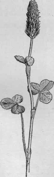 Crimson clover.   Trifolium incarnatum. (X 1/3)