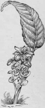 Curcuma petiolata in flower. (X 1/6 )
