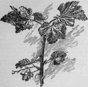 Currant foliage attacked by the leaf spot fungus. (X 1/2)