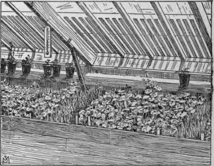 Cutting bench shaded with lath.