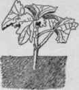 Cutting of soft growing wood, (as of Coleus.)