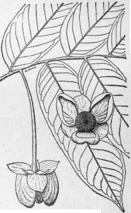 Cymbopetalum penduliflorum. (X 1/2)