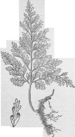 Davallia bulla ta.