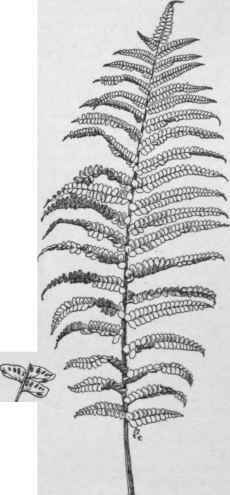 Didymochlaena lunulata. (X 1/4)