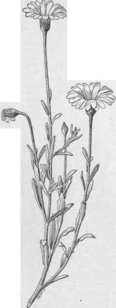 Dimorphotheca aurantiaca, one of the best of recent flower garden acquisitions. (X 1/3)