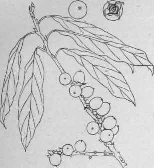 Diospyros Lotus. (X 2/5)