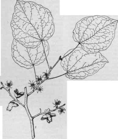 Disanthus cercidifolius. (X 1/3)