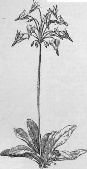 Dodecatheon Meadia, the common shooting star. (X 1/4)