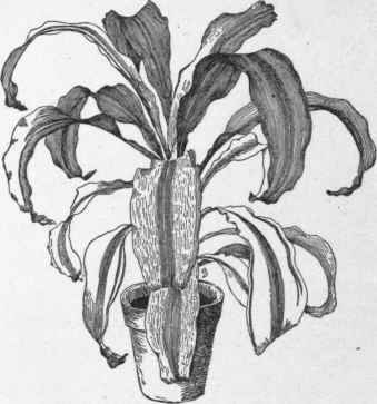 Dracaena fragrans variety Lindenii.