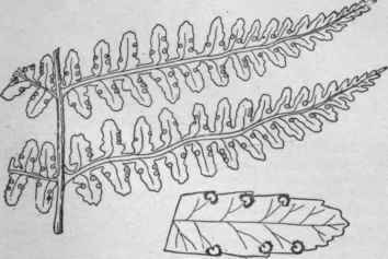 Dryopteris marginalis. (Detail X1)