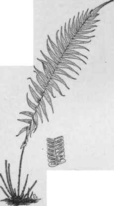 Dryopteris parasitica. (X1/6)