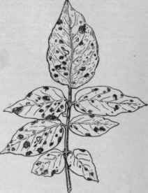 Early blight of potato.