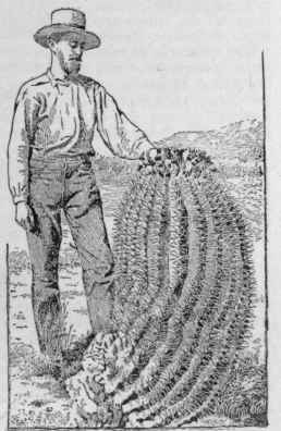 Echinocactus rectispinus. No. 25.