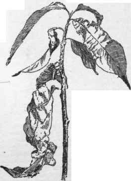 Effects of the leaf curl fungus on peach foliage. (X1/2)