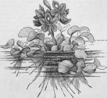 Eichhornia crassipes.