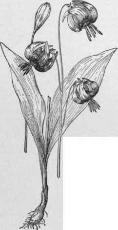 Erythronium Hendersonii: (x 1/2)