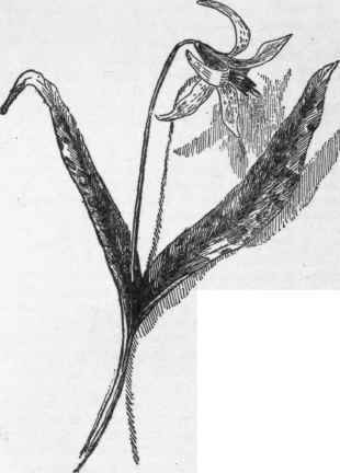 Erythronium americanum. (X 1/2)