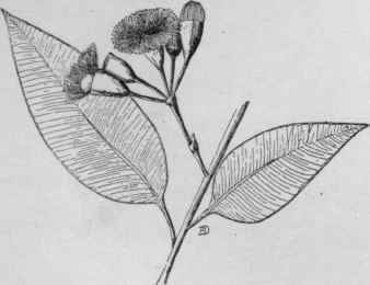 Eucalpytus ficifolia (X 1/3). No. 2.