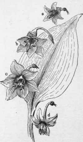 Eucharis. Leaf of E. grandiflora, and flowers of a, E. subedentata; b, E. Sanderi; c, E. grandiflora; d, E. Candida.