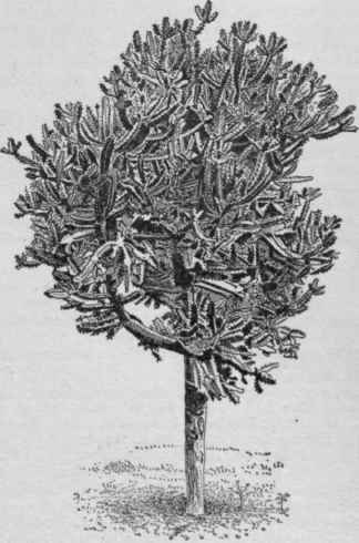 Euphorbia lactea. No. 23.