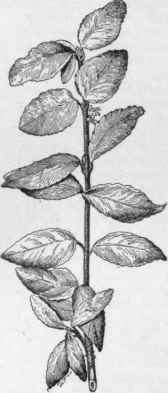Evonymus radicans.