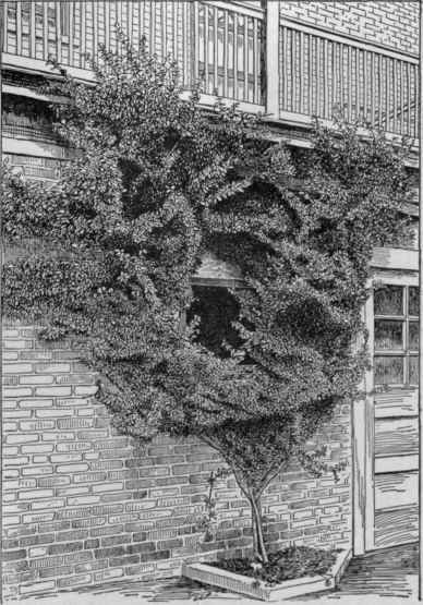 Evonymus radicans.