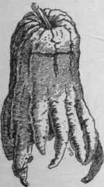 Fingered citron.   Citrus Medica variety sarcodactylis. (X 1/3)