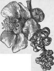 Flower of Couroupita guianensis. One of the petals has fallen. (X 1/4)