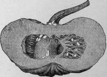 Fruit of Cucurbita moschata Tonasu, a Japanese variety.