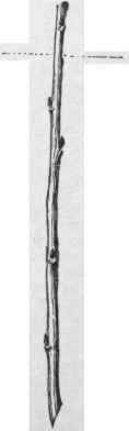 Hardwood cutting of currant.
