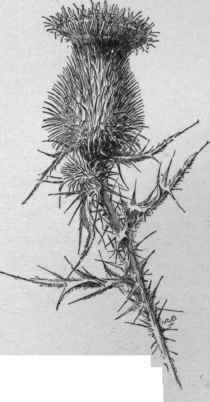 Head of pasture or bull thistle. ( X 1/2)