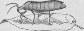 Hemipterous insect. Known to entomologists as a true bug.