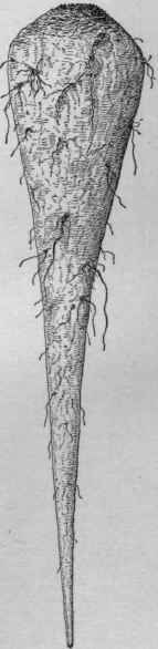 Improved chicory root. (X 1/4)