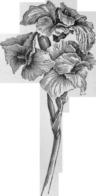 Italia canna