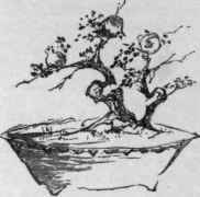 Japanese dwarf tree.
