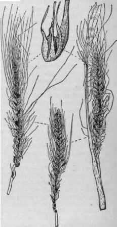 Loose smut of barley.