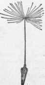 Mature fruit of dandelion.